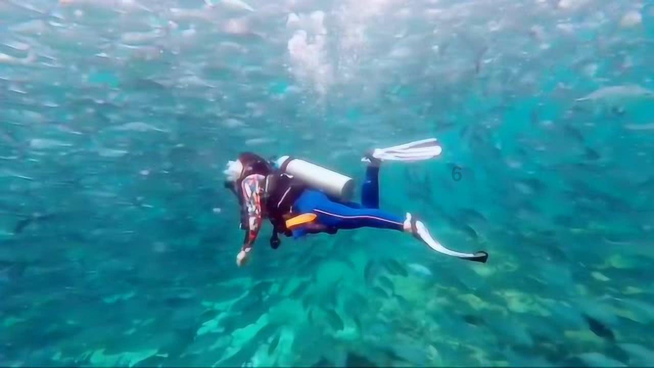 海绵宝宝寻珍宝
